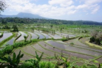 Bali / Tegalalang rice field